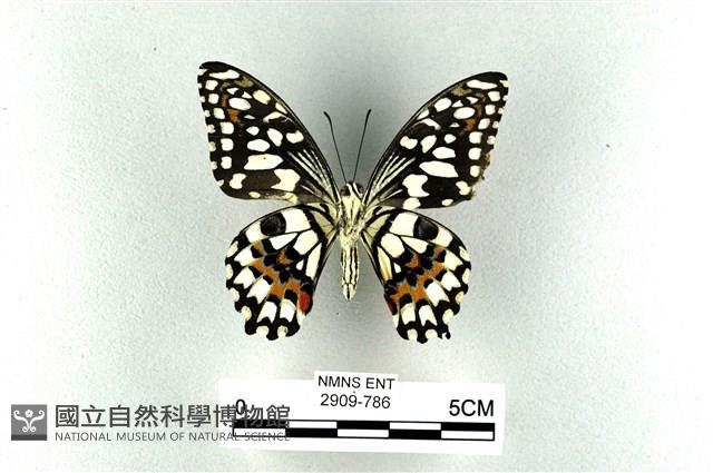 花鳳蝶、無尾鳳蝶藏品圖，第2張