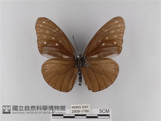 異紋紫斑蝶藏品圖，第2張