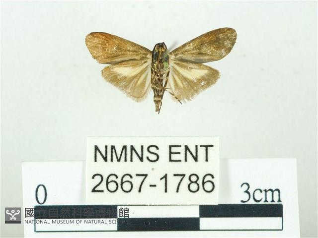 叉紋閃舞蛾藏品圖，第2張