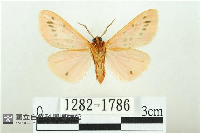 三條橙燈蛾藏品圖，第2張