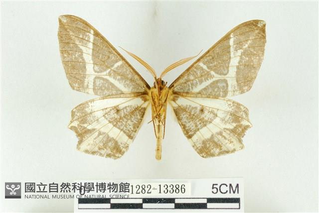 樹形尺蛾藏品圖，第2張