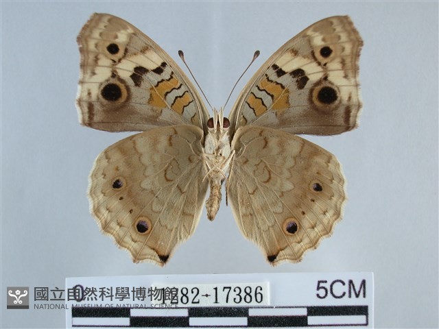 青眼蛺蝶、孔雀青蛺蝶藏品圖，第2張