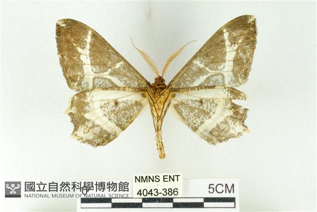 樹形尺蛾藏品圖，第2張