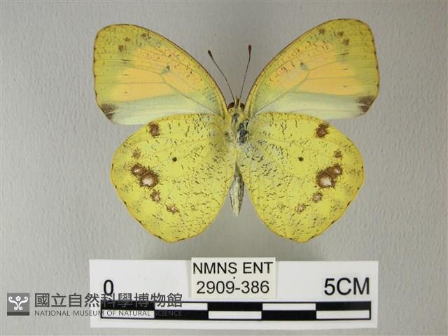 異粉蝶、雌白黃蝶藏品圖，第2張