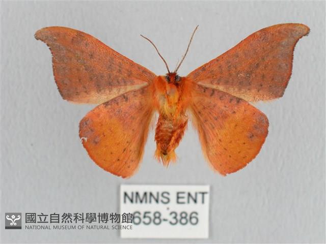 裳蛾科藏品圖，第2張