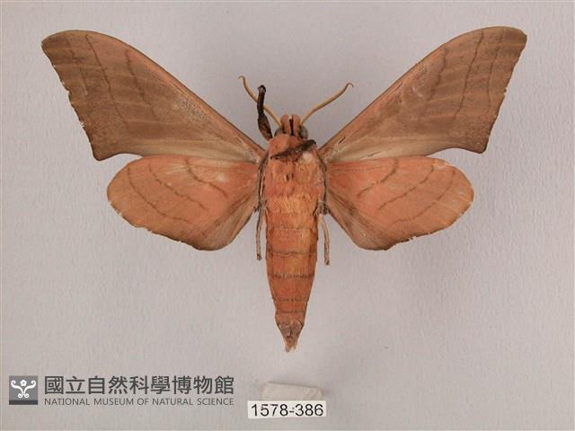 直翅六點天蛾藏品圖，第2張