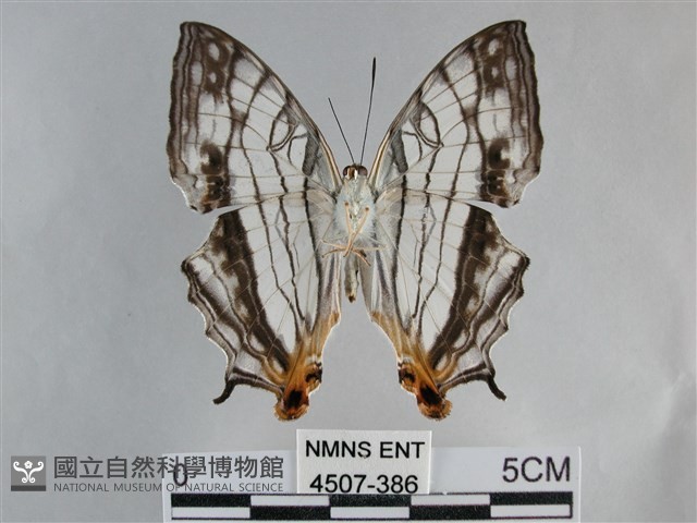 網絲蛺蝶、石牆蝶藏品圖，第2張