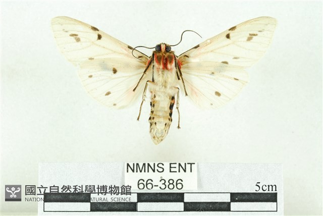 菊池污燈蛾藏品圖，第2張