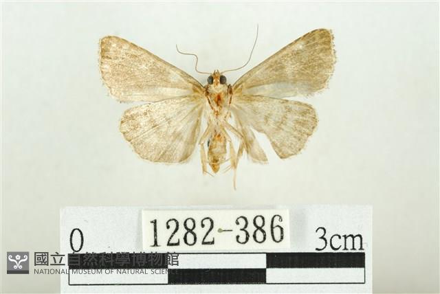 白斑散紋夜蛾藏品圖，第2張