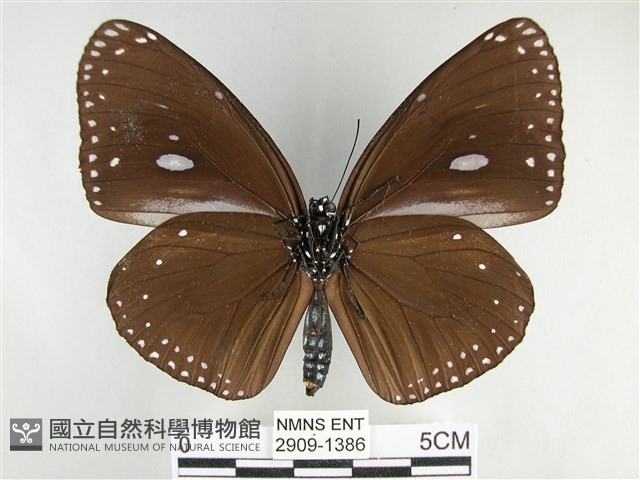 圓翅紫斑蝶藏品圖，第2張