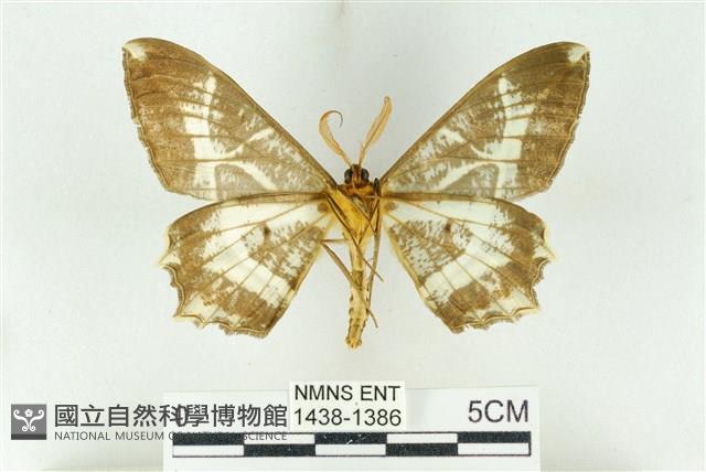 樹形尺蛾藏品圖，第2張