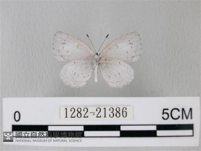 靛色琉灰蝶藏品圖，第2張
