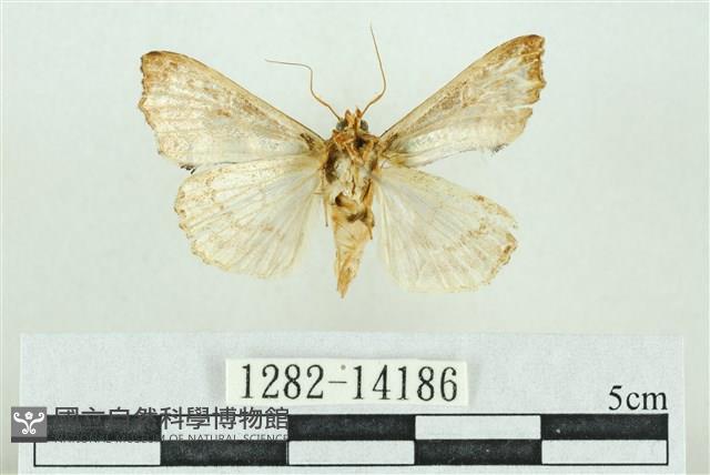 粉紅帶散紋夜蛾藏品圖，第2張