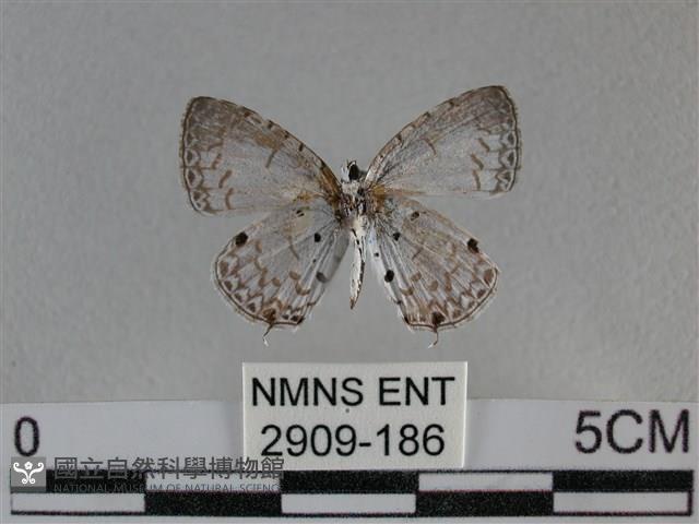 黑星灰蝶藏品圖，第2張