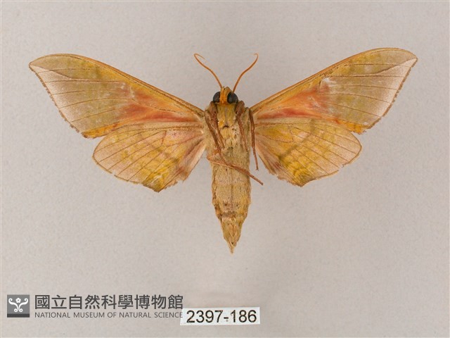 榆綠天蛾藏品圖，第2張