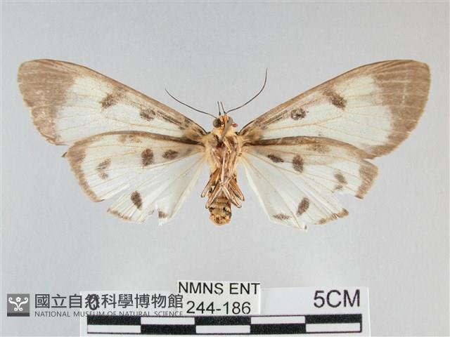 長斑擬燈蛾藏品圖，第2張