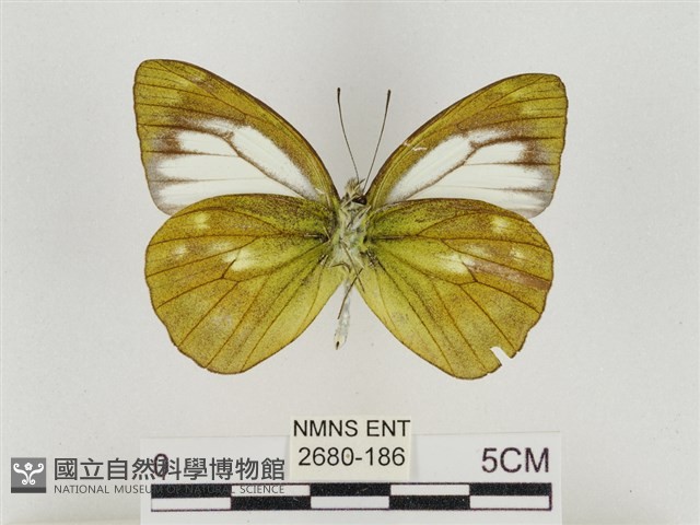 淡褐脈粉蝶藏品圖，第2張