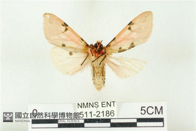 棍棒污燈蛾藏品圖，第2張