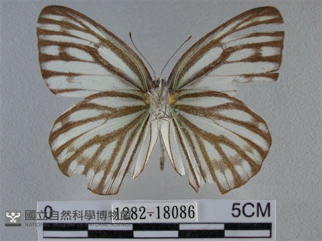 黑脈粉蝶藏品圖，第2張