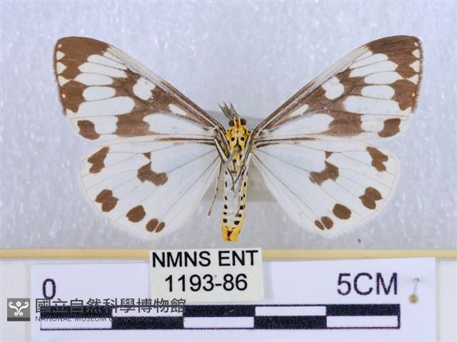 粉蝶燈蛾藏品圖，第2張