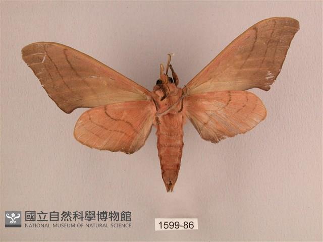 直翅六點天蛾藏品圖，第2張