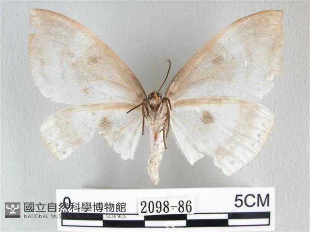 圓翅大鉤蛾藏品圖，第2張