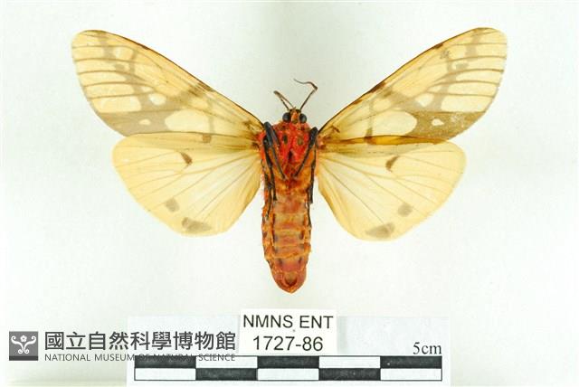 乳白斑燈蛾藏品圖，第2張