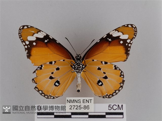 樺斑蝶藏品圖，第2張