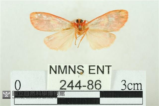 三色豔苔蛾藏品圖，第2張