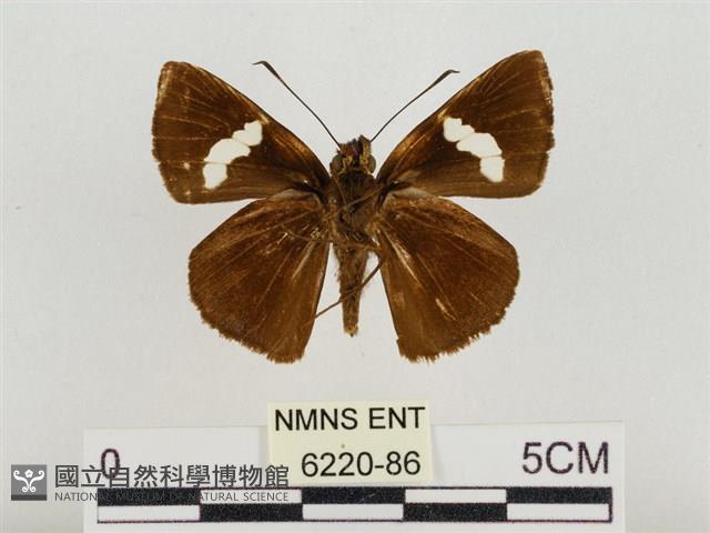 連紋袖弄蝶臺灣亞種藏品圖，第2張