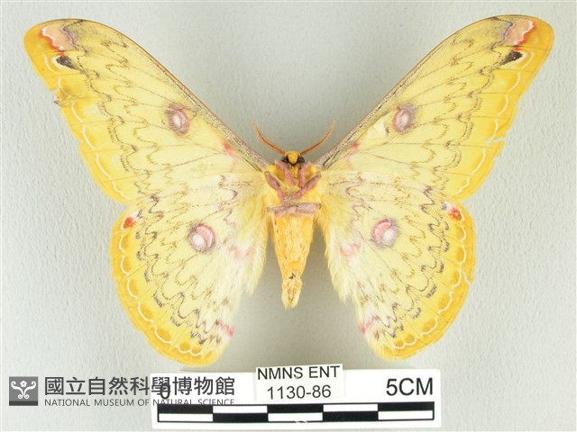 黃豹天蠶蛾藏品圖，第2張