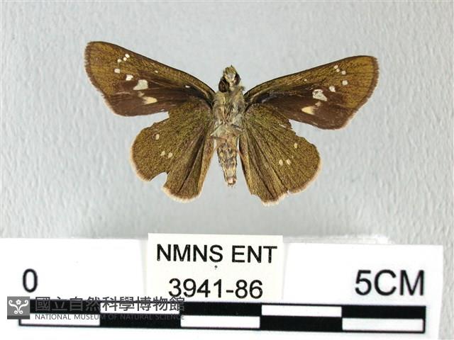 禾弄蝶藏品圖，第2張