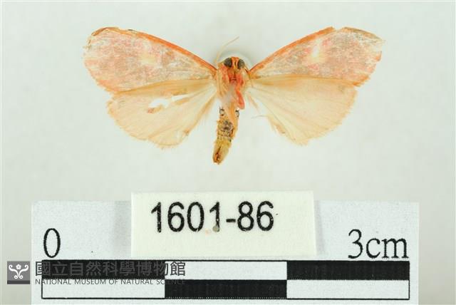 三色豔苔蛾藏品圖，第2張