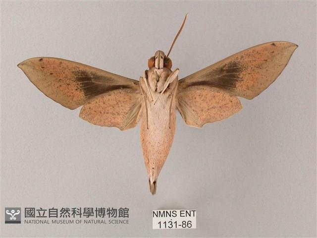 藏斜紋天蛾藏品圖，第2張