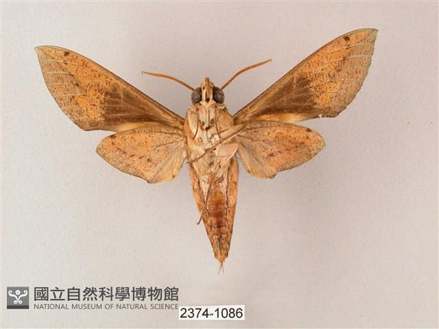 藏斜紋天蛾藏品圖，第2張