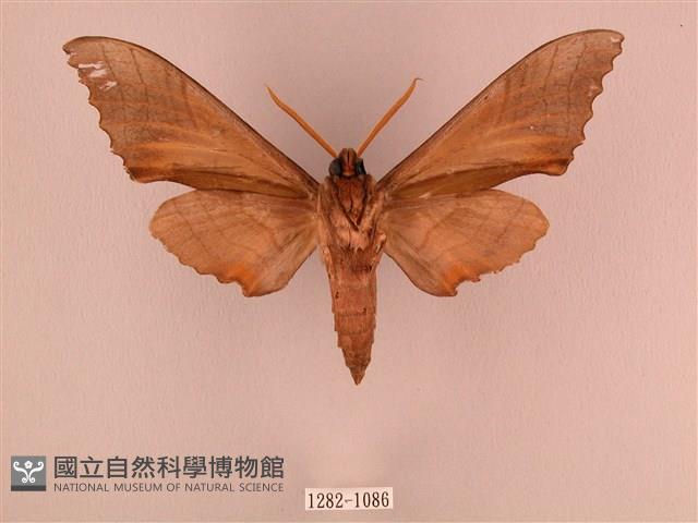 栗六點天蛾藏品圖，第2張