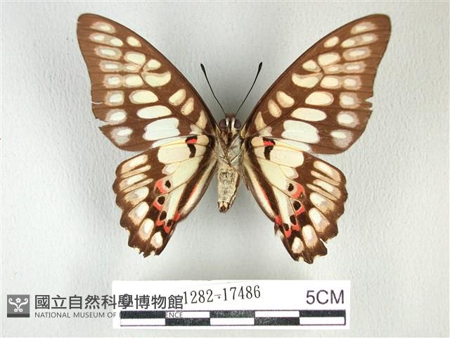 木蘭青鳳蝶藏品圖，第2張