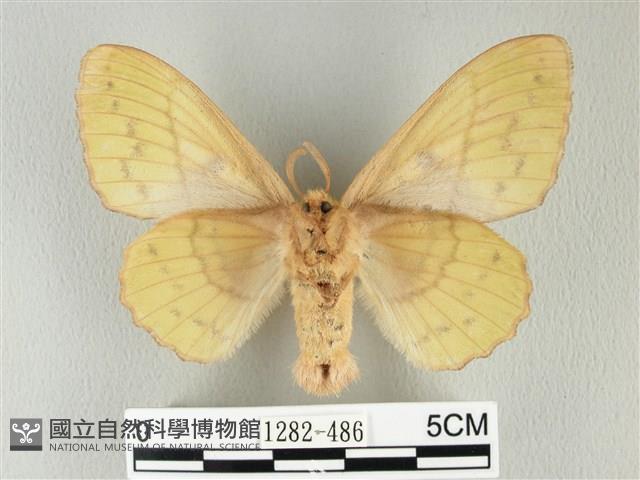 青枯葉蛾藏品圖，第2張