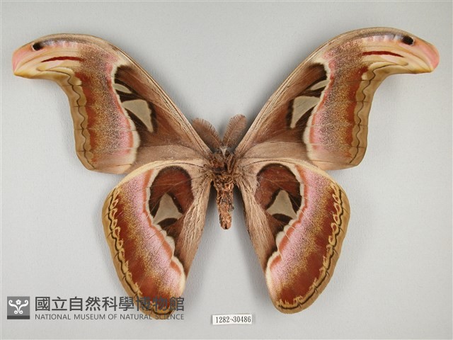 皇蛾藏品圖，第2張