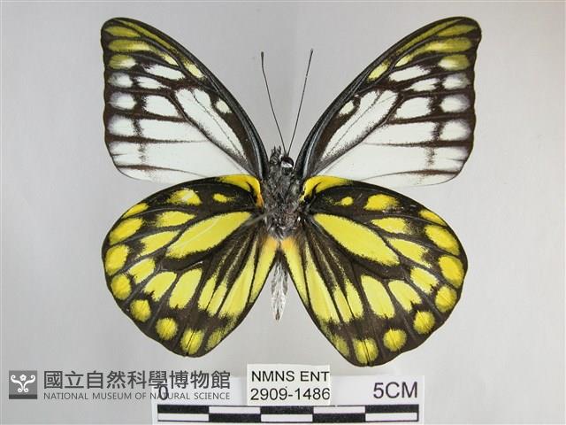 鋸粉蝶藏品圖，第2張