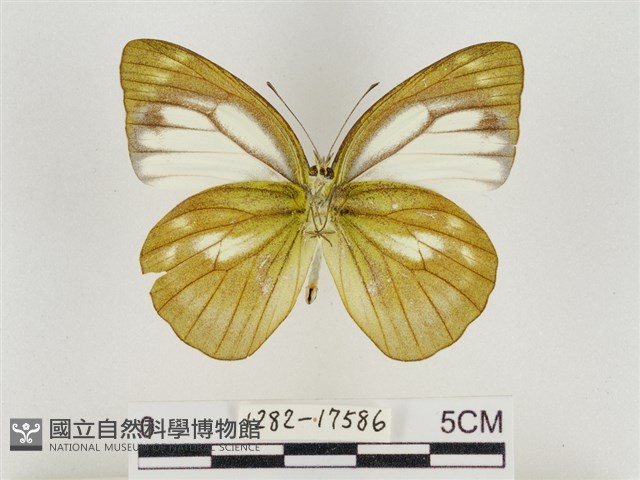 淡褐脈粉蝶藏品圖，第2張