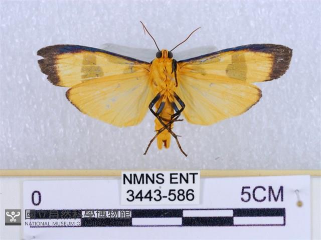 閃光苔蛾藏品圖，第2張