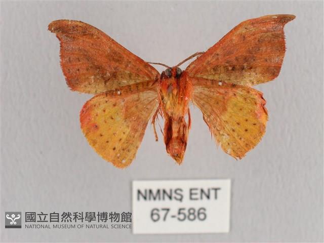 銀端帶鉤蛾藏品圖，第2張