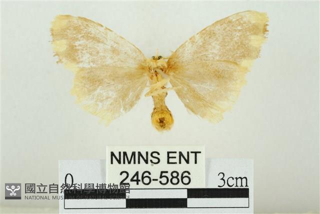 黑翅黃毒蛾藏品圖，第2張