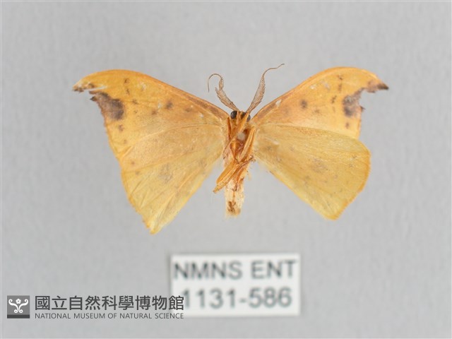 銀斑黃鉤蛾藏品圖，第2張