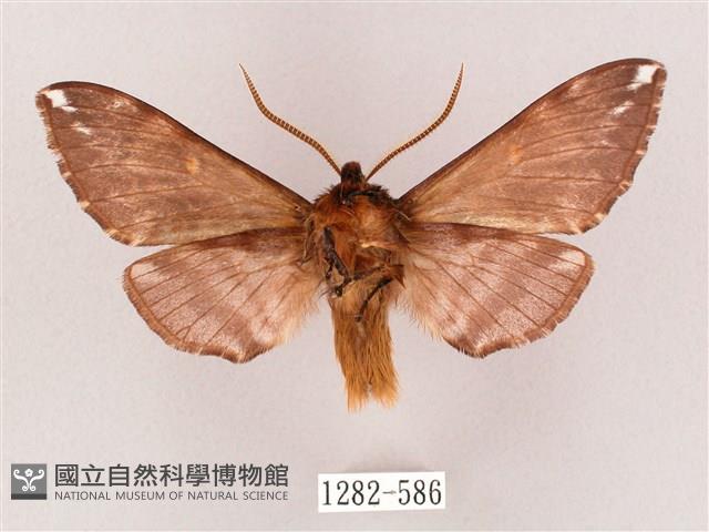 井上氏絨毛天蛾藏品圖，第2張