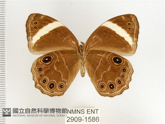 玉帶黛眼蝶藏品圖，第2張