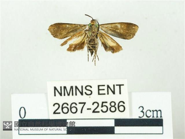 叉紋閃舞蛾藏品圖，第2張