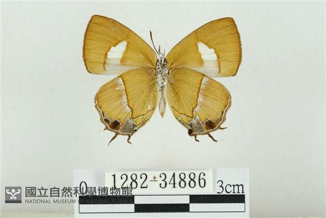 小鑽灰蝶藏品圖，第2張