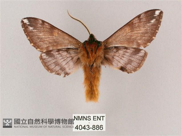 井上氏絨毛天蛾藏品圖，第2張